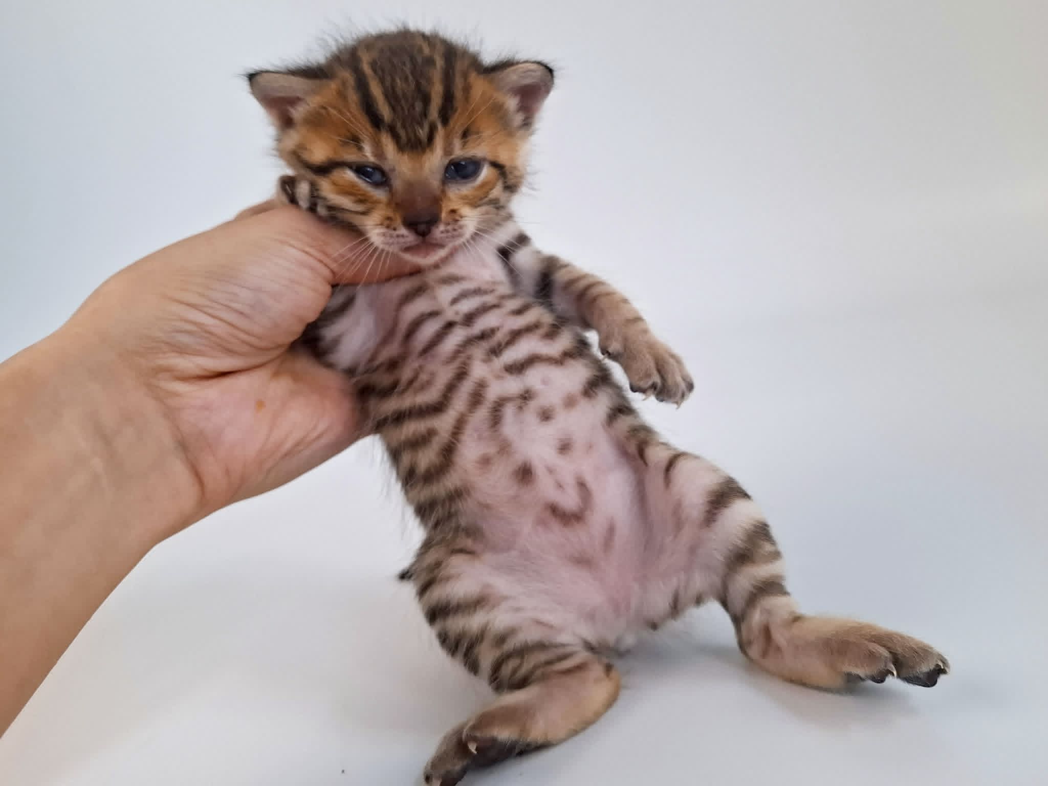 Kitten 9